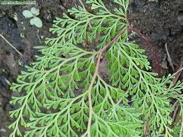 Image result for Odontosoria