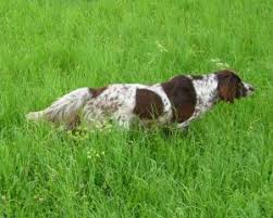 Image result for německý ohař dlouhosrstý