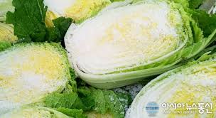 겨울김장, '해풍 맞으며 자란 절임배추로 김장하세요!'