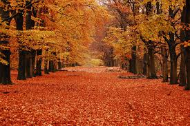 Afbeeldingsresultaat voor autumn