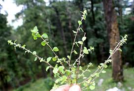 Image result for Parietaria debilis