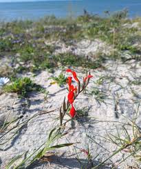 Image result for Crinum rautanenianum