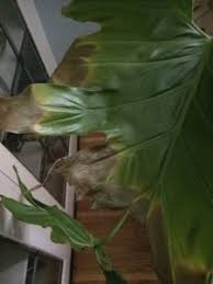 Philodendron Selloum With Brown Tips Askjudy Houseplant411 Comk Houseplant 411 How To Identify And Care For Philodendron Philodendron Plant Plant Leaves