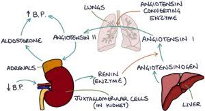 Image result for Hyperaldosteronism