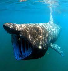 It is often sighted swimming close to the surface, huge mouth open, filtering 2,000 tons of seawater per hour over its complicated gills to scoop up zooplankton. Insolite Un Requin Pelerin De 8 Metres Observe Au Large De Belle Ile En Mer Actu Morbihan