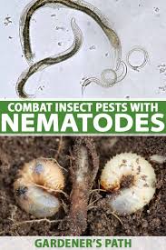 One of the best ways to reduce pest pressure on your garden is to introduce predatory insects that counteract or even eliminate certain pest populations. Use Beneficial Nematodes To Combat Insect Pests Gardener S Path