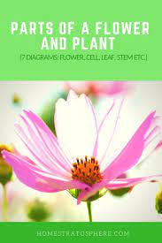 Parts Of A Flower And Plant Do You Know Them All 7 Diagrams Flower Cell Leaf Stem Etc Parts Of A Flower Plants Flowers