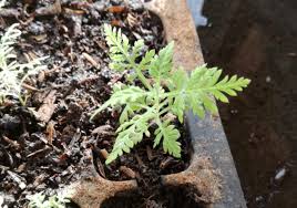 Image result for Artemisia afra