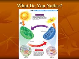 We did not find results for: How Does A Plant Make It S Own Food Ppt Download