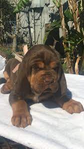 Pink White An Akc Bloodhound Puppy For Sale From Houston Tx Bloodhound Puppies Puppies Baby Dogs