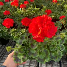 Image result for Pelargonium
