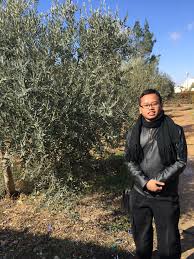 Ketika berbicara tentang pohon zaitun, kebanyakan orang pasti membayangkan ladang yang luas di mediterania, dengan terik matahari penuh yang akan membantu mematangkan buahnya. Pohon Zaitun Bukan Di Timur Bukan Pula Di Barat Imam Khairul Annas