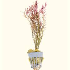 Image result for Rotala submersa