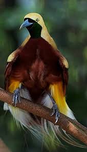 Informasi burung burung cendrawasih harga burung cendrawasih jenis cendrawasih makanan penyebaran dan berbagai informasi lainnya. 110 Ideeen Over Bird Of Paradise Paradijsvogel Burung Cendrawasih Paradijsvogel Vogels Exotische Vogels