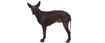 A training class for puppies is strongly recommended. Xoloitzcuintli Mexican Hairless Dog Breed Profile Petfinder