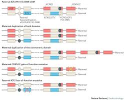 Diagnosis And Management Of Silver Russell Syndrome First International Consensus Statement Nature Reviews Endocrinology