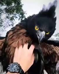 Majestic Birds Of Prey Animals What A Majestic Bird Funny Animals Nature Animals Animals