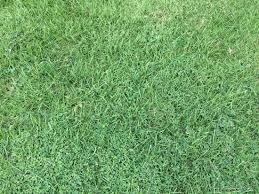 Image result for Grona triflora