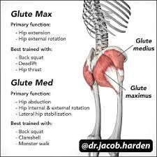 Pin By Travis On Working Out Glutes Glute Medius Back Squats