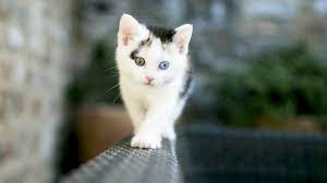 ruyada kedi kafasi gormek kedi hayvanlari blog