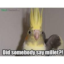 Did Somebody Say Millet Meme Funny Parrots Parrot Funny Birds