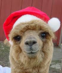 Alpaca S Love Santa Cute Alpaca Cute Animals Christmas Animals