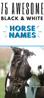 Pin On Horse Colors Paint Pinto Horses