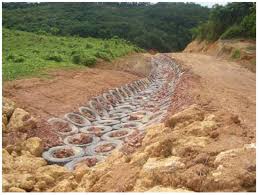 Image result for Sporobolus myrianthus