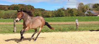 Penny Das Pony Frostbeuelen Aufgepasst Reitrock Diy In 2020 Reitrock Reiten Pferd