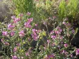 Image result for Polygala francisci
