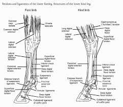 Originates from the lateral condyle of the tibia and the medial surface of the fibula. Hb Leg Tendons Ligaments Diagram Quizlet