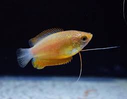 There are a couple of reasons for this 1 Honey Sunset Gourami Moss Java Shrimp Guppy Guppy Fish Guppy Aquarium Fish