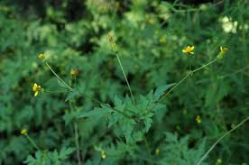 Image result for Bidens bipinnata