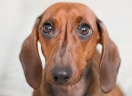 Hund Zittert Ursachen Massnahmen
