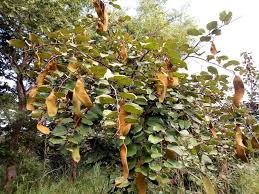 Image result for Piliostigma thonningii