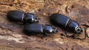We did not find results for: 10 Fascinating Facts About Bess Beetles