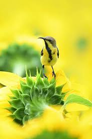 Image result for Phragmanthera dschallensis