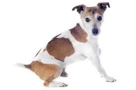 Jack Russell Terrier Descubra Tudo Sobre A Raca Aqui