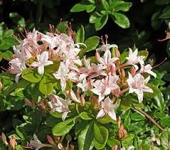 Rhododendron Viscosum Swamp Azalea White Flower Farm Monrovia Plants Azaleas