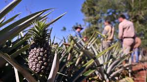 El anan&aacute; misionero apuesta al mulching pl&aacute;stico para mejorar rindes y calidad