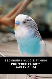 Pet Birds That Don T Fly Away Ready To Let Budgie Enjoy Cage Free Time Budgies Parakeets As Pets Pet Birds