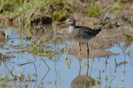 Image result for Trachypogon chevalieri