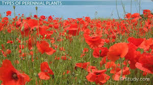 Find perennial flowers, seeds & plants in a variety of colors, textures, forms, and fragrances available at affordable prices from burpee. What Are Perennial Plants Examples Types Video Lesson Transcript Study Com