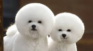 Dogs have hair, and it needs to be styled too! Dogs With Human Hairstyles Slapped Ham