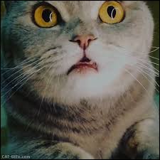 Gifs Animaux Droles Animaux Droles Video Animaux Drole Chat