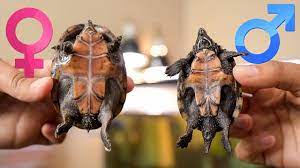 How To Tell If Your Turtle Is Male Or Female? - Youtube