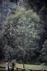 Image result for Eucalyptus sp.