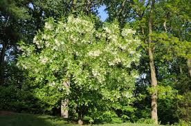 Image result for Chionanthus