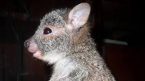 You can also check the schedule, technical details and many more. Barrow Island Western Australia Is A Class A Nature Reserve With A Near Pristine Ecosystem And Dozens Of Unique Australian Mammals Australian Animals Pet Birds