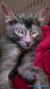 Sustainability and durability are high on our. Nox The Wolf Cat Home Facebook